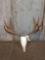 5x5 Mule Deer Rack On Skull