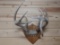 Main Frame 4x5 Whitetail antlers With 8