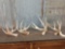 Nice Group Of Whitetail Sheds