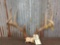 Nice 4x4 Whitetail Rack On Skull Plate