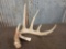 Mid 70 Class Whitetail shed