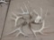 5 Nice Whitetail Shed Antlers