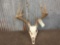 5x5 Whitetail Antlers On Skull