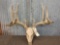 6x5 Whitetail Rack On Skull