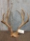 Main Frame 5x5 Mule Deer Rack
