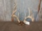 Cool 3x5 Whitetail Antlers On Skull Plate