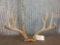 5x5 Mile Deer Antlers On Skull Plate