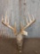 5x5 Whitetail Antlers On Camo Dipped Skull
