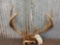Main Frame 4x4 Unicorn Whitetail Antlers On Skull Plate