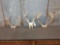 3 Whitetail Racks On Skull Plate