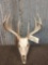 Palmated 5x5 Whitetail Antlers On Skull