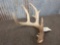 Big 4 point Wild Iowa Whitetail shed