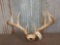 Nice 4x4 Whitetail Antlers On Skull Plate