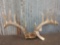 6x6 Whitetail Antlers On Skull Plate