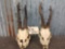 2 Roe Deer Skulls
