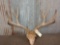 5x5 Mule Deer Antlers On Skull Plate