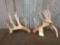 Nice set of Whitetail sheds With Droptines