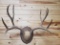 Big mule deer rack 5 x 6 scores 173