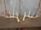 5x5 Whitetail sheds