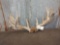 Main Frame 5x5 Whitetail rack on skull plate