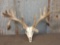 Big Double Droptine Whitetail Rack On Skull