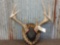 Nice 8 Point Whitetail Rack On Plaque