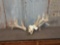 Big HEAVY 300 Class Half Shed Whitetail Skull