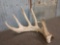 HUGE 5 Point Whitetail Shed