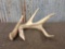 Wild Main Frame 4 point Whitetail Shed
