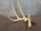 Wild 4 Point Whitetail Shed