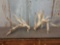 300 Class Whitetail Sheds