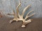 Wild Main Frame 4 Point Whitetail Shed