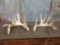 200 Class Whitetail Sheds