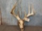 High 150 / Low 160 Class Whitetail Rack On Skull