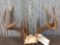 5x5 Whitetail Rack On Skull Plate