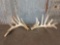 Big Min Typical Whitetail Sheds