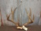 5x5 Mule Deer Rack On Skull Plate