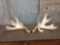 Heavy Palmated Whitetail Sheds