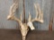 Main Frame 5x5 Whitetail Rack On Skull