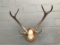 Nice Sambar Stag Antlers On Plaque