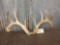 5x5 Whitetail Sheds On Repro Skull Plate