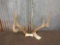 4x4 Whitetail Sheds Mounted On Repro Skull Plate