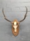 4X4 elk Antlers On Plaque