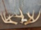 3 Nice Whitetail Sheds