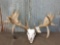 High 200 Class Whitetail Cuts On Skull