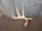 Heavy mass 5 point whitetail shed