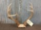 Freak Wild 5x3 Whitetail Rack On Skull Plate