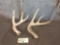 Same Deer Sheds 2 yrs In A Row