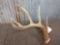 Nice Wild 5 Point Whitetail Shed