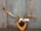 Freak 4x4 Whitetail Rack On Plaque